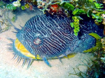 Splendid Toadfish - Sanopus splendidus - Cozumel, Mexico