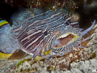 Splendid Toadfish - Sanopus splendidus - Cozumel, Mexico