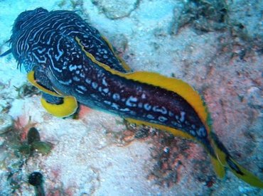 Splendid Toadfish - Sanopus splendidus - Cozumel, Mexico