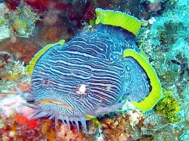 Splendid Toadfish - Sanopus splendidus - Cozumel, Mexico