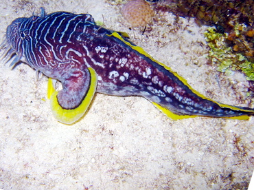 Splendid Toadfish - Sanopus splendidus - Cozumel, Mexico