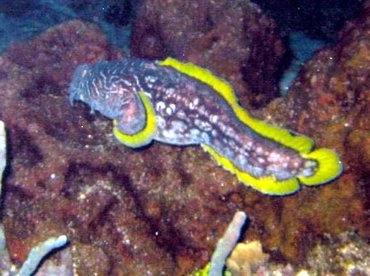 Splendid Toadfish - Sanopus splendidus - Cozumel, Mexico