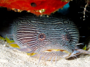 Splendid Toadfish - Sanopus splendidus - Cozumel, Mexico