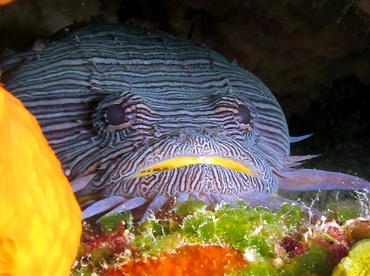 Splendid Toadfish - Sanopus splendidus - Cozumel, Mexico