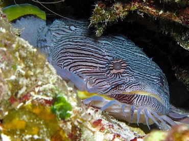 Splendid Toadfish - Sanopus splendidus - Cozumel, Mexico