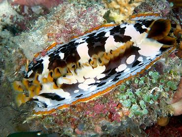 Variable Thorny Oyster - Spondylus varius - Komodo, Indonesia