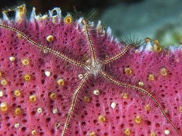 Sponge Brittle Star - Ophiothrix suensoni - Cozumel, Mexico