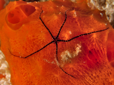 Sponge Brittle Star - Ophiothrix suensonii - Cozumel, Mexico