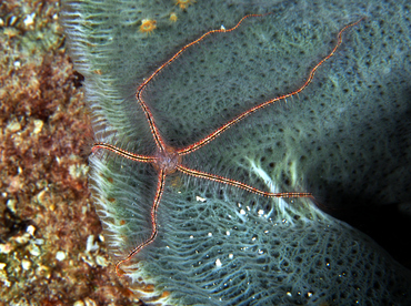 Sponge Brittle Star - Ophiothrix suensonii - Cozumel, Mexico