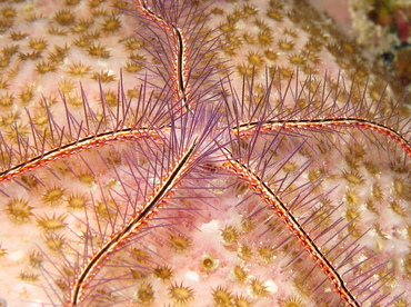Sponge Brittle Star - Ophiothrix suensoni - Belize