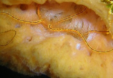 Sponge Brittle Star - Ophiothrix suensoni - Key Largo, Florida