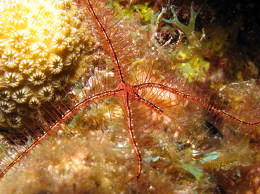 Sponge Brittle Star - Ophiothrix suensonii - Grand Cayman