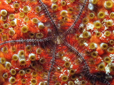 Sponge Brittle Star - Ophiothrix suensoni - Grand Cayman
