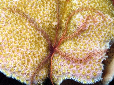 Sponge Brittle Star - Ophiothrix suensoni - Grand Cayman
