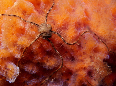 Sponge Brittle Star - Ophiothrix suensonii - Eleuthera, Bahamas