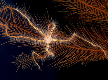 Sponge Brittle Star - Ophiothrix suensoni - Cozumel, Mexico