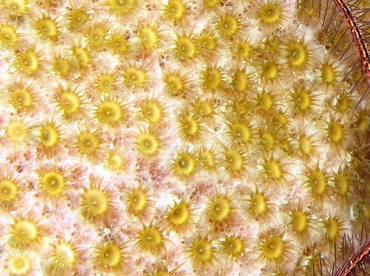 Sponge Zoanthid - Umimayanthus parasiticus - Grand Cayman