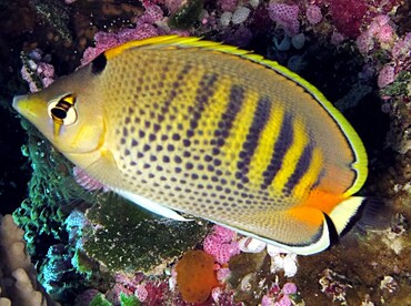 Spot-Banded Butterflyfish - Chaetodon punctatofasciatus - Palau