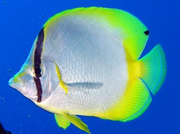 Spotfin Butterflyfish - Chaetodon ocellatus - Isla Mujeres, Mexico