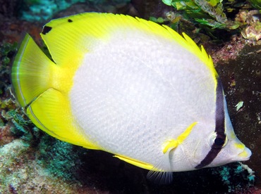 Spotfin Butterflyfish - Chaetodon ocellatus - Nassau, Bahamas