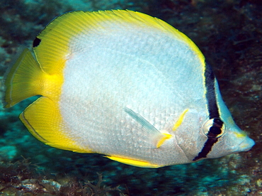 Spotfin Butterflyfish - Chaetodon ocellatus - Grand Cayman