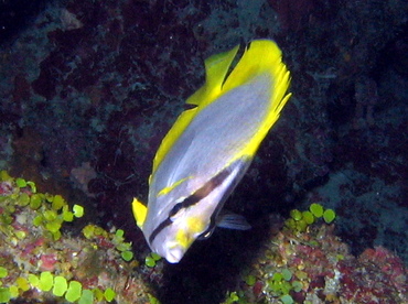 Spotfin Butterflyfish - Chaetodon ocellatus - Grand Cayman