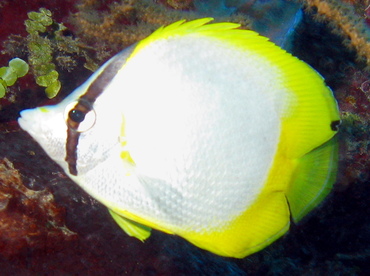 Spotfin Butterflyfish - Chaetodon ocellatus - Belize