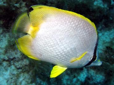 Spotfin Butterflyfish - Chaetodon ocellatus - Key Largo, Florida