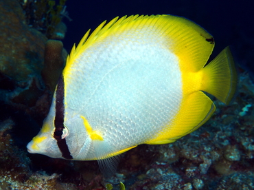 Spotfin Butterflyfish - Chaetodon ocellatus - Eleuthera, Bahamas