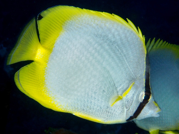 Spotfin Butterflyfish - Chaetodon ocellatus - Cozumel, Mexico
