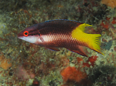 Spotfin Hogfish - Bodianus pulchellus - Palm Beach, Florida