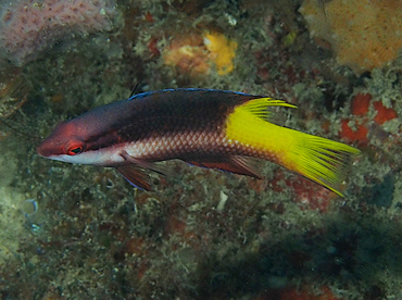 Spotfin Hogfish - Bodianus pulchellus - Palm Beach, Florida