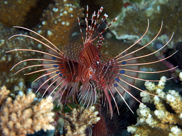 Spotfin Lionfish - Pterois antennata - Palau