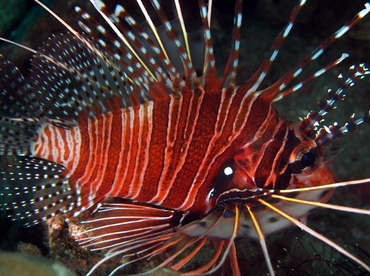 Spotfin Lionfish - Pterois antennata - Anilao, Philippines