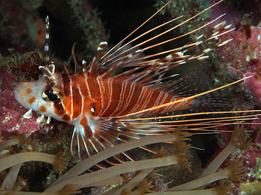 Spotfin Lionfish - Pterois antennata - Wakatobi, Indonesia