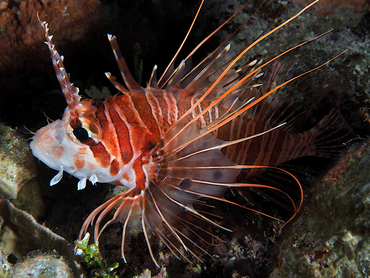 Spotfin Lionfish - Pterois antennata - Great Barrier Reef, Australia