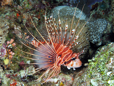Spotfin Lionfish - Pterois antennata - Great Barrier Reef, Australia