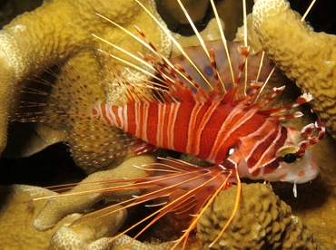 Spotfin Lionfish - Pterois antennata - Yap, Micronesia