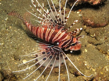 Spotfin Lionfish - Pterois antennata - Dumaguete, Philippines