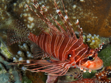 Spotfin Lionfish - Pterois antennata - Palau