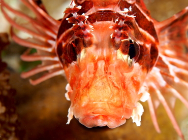 Spotfin Lionfish - Pterois antennata - Palau