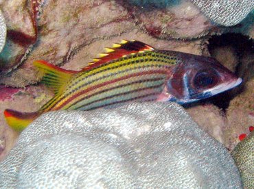 Spotfin Squirrelfish - Neoniphon sammara - Maui, Hawaii