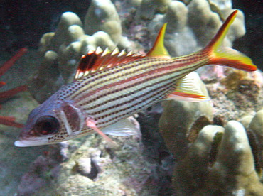 Spotfin Squirrelfish - Neoniphon sammara - Maui, Hawaii