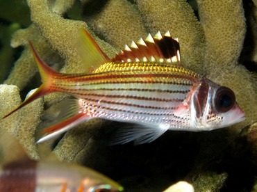 Spotfin Squirrelfish - Neoniphon sammara - Yap, Micronesia