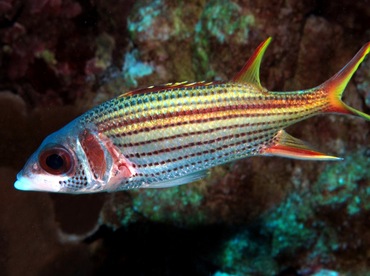 Spotfin Squirrelfish - Neoniphon sammara - Maui, Hawaii