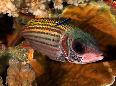 Spotfin Squirrelfish - Neoniphon sammara - Palau