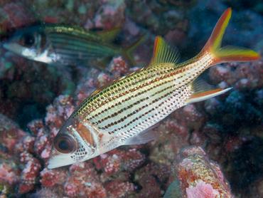 Spotfin Squirrelfish - Neoniphon sammara - Rangiroa, French Polynesia