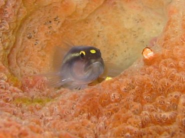 Spotlight Goby - Elacatinus louisae - Turks and Caicos