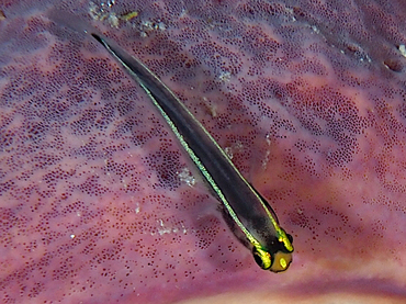 Spotlight Goby - Elacatinus louisae - Turks and Caicos