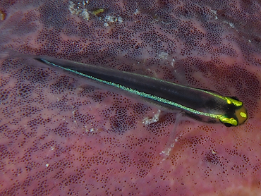 Spotlight Goby - Elacatinus louisae - Turks and Caicos